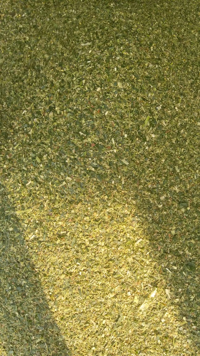 CORN SILAGE