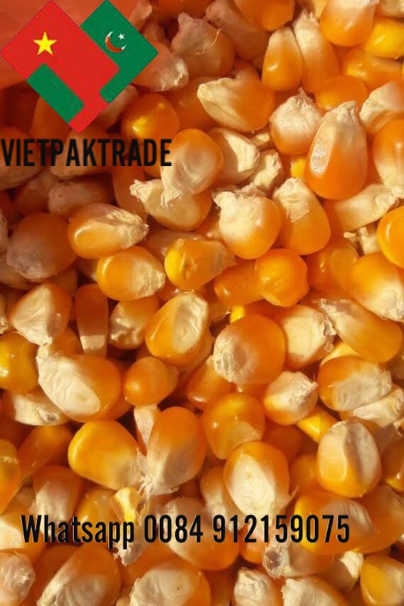YELLOW CORN