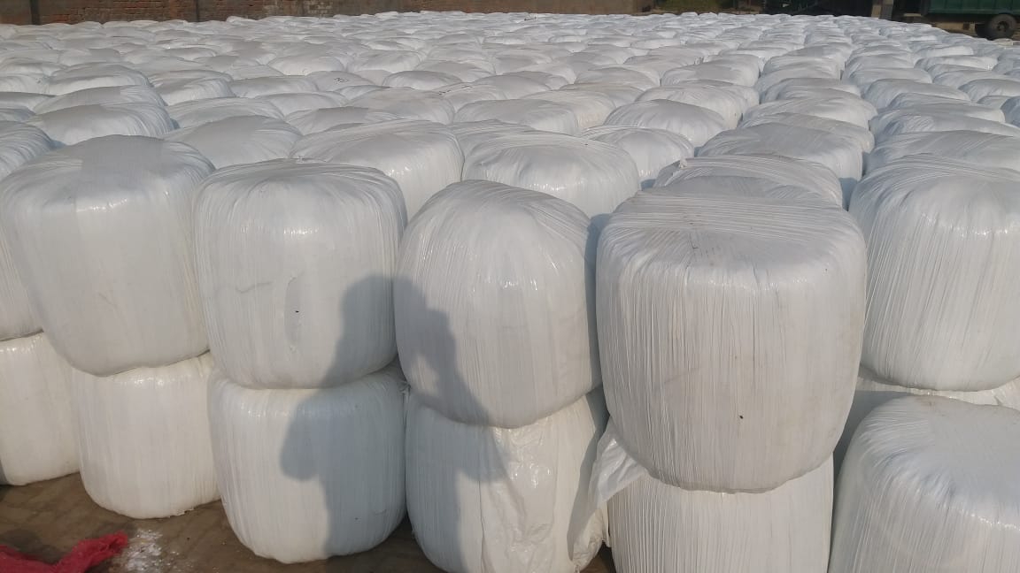 CORN SILAGE